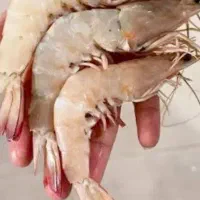 میگو سره  500شاه 700پاک شده