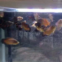 ماهی بخاطره خوب کردن حال مردمم به قیمت قبل