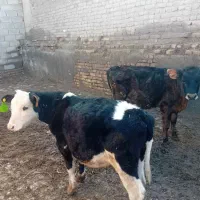 دو راس گوساله نر درجه یک