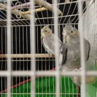 عروس هلندی|پرنده|باخزر, |دیوار