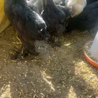 مرغ وخروس نژادمرندی وبرهما