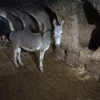 الاغ ۱ساله جوان