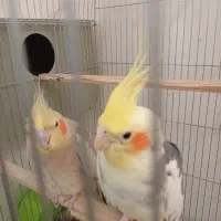 عروس هلندی دستی|پرنده|تفت, |دیوار