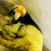 بره تخمی|حیوانات مزرعه|مسجد سلیمان, |دیوار