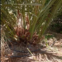 فروش انواع پاچوش نخل|خدمات باغبانی و درختکاری|لار, |دیوار