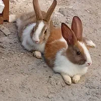 خرگوش خانگی|موش و خرگوش|بندرعباس, |دیوار