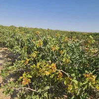 باغ پسته ۲۰ ساله