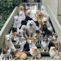 کارگر ساده پانسیون سگ با جای خواب خوابگاه