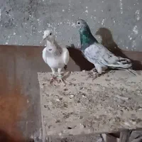 کفتر سار و طوقی|پرنده|مشهد, زمانه|دیوار