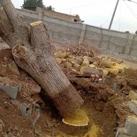 خریدچوب ودرخت قطع وهرس.حرس چوب سقفی|خدمات باغبانی و درختکاری|مشهد, دوست آباد|دیوار