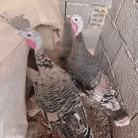 غاز.اردک.بوقلمون