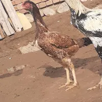 لاری و بوقلمون|حیوانات مزرعه|سلماس, |دیوار