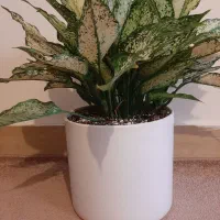 گل و گیاه طبیعی