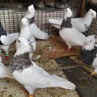 فروش طوقی خال دار