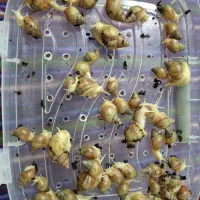 حلزون اچاتینا