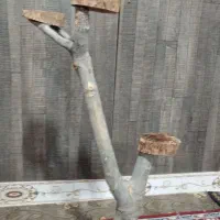 استند طبیعی درختچه|صنایع دستی و سایر لوازم تزئینی|دشتابی, |دیوار