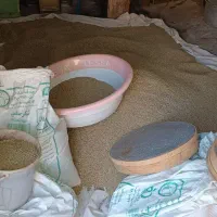 عدس بوجاری شده