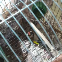 سهره|پرنده|تویسرکان, |دیوار