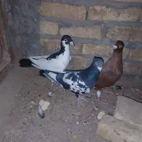 سلام خدمت دوستان عشق باز|پرنده|یزد, |دیوار