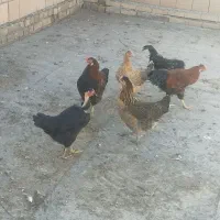 مرغ و خروس محلی