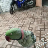 شاه طوطی سخنگو