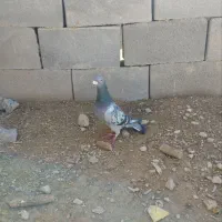 کبوتر‌پرینت‌دار|کلکسیون و سرگرمی|ارسنجان, |دیوار