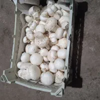 فروش قارچ دکمه‌ای