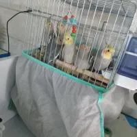 عروس هلندی دستی