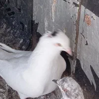 کفتر سفید گمشده|حیوانات|بندرعباس, |دیوار