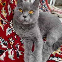 گربه اسکاتیش