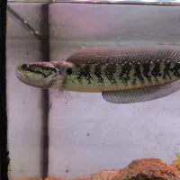 چانا آسیاتیکا