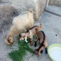 بز همراه با دوعدد بیگ نر دوقلو