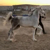 مادیان عرب ۶ دانگ دمگیر