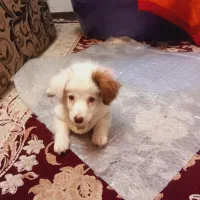 سگ پاپی بازیگوش و خوشکل