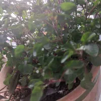 گل طبیعی رویا|گل و گیاه طبیعی|مشهد, زمانه|دیوار