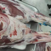 شقه بره نرینه