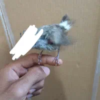 جوجه قناری
