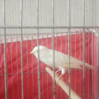 قناری سفید. مست مست