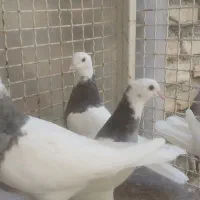 کبوتر طوقی