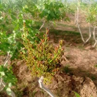 زمین پسته اراضی کریم آبادمحقق