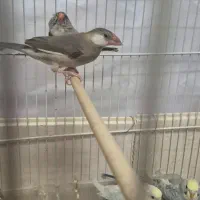 نرگسی و رنگین کمانی|پرنده|زاهدان, |دیوار