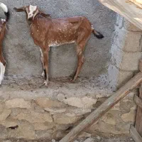 کهره برا گوشت وقربانی