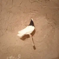 یک جفت کفتر طوق