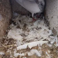 فروشی شش جفت طوقی پالخت|پرنده|بستک, |دیوار