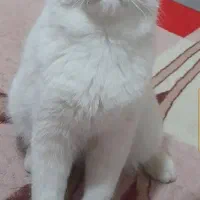 گربه بریتیش نر سفید چشم آبی