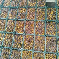 خرما|خوردنی و آشامیدنی|تهران, تهران پارس|دیوار