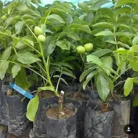 پیش فروش نهال های اصلاح شده