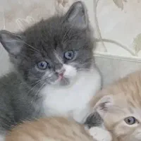 توله گربه اسکاتیش کوچولو|گربه|مشهد, عامل|دیوار