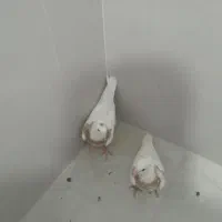 جوجه کفتر|پرنده|قم, آزادگان|دیوار