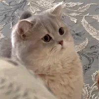 بریتیش نر جهت جفت گیری با ماده شما